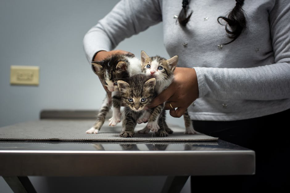 Adopt a Cat: The Heartwarming Appeal (image credits: pexels)