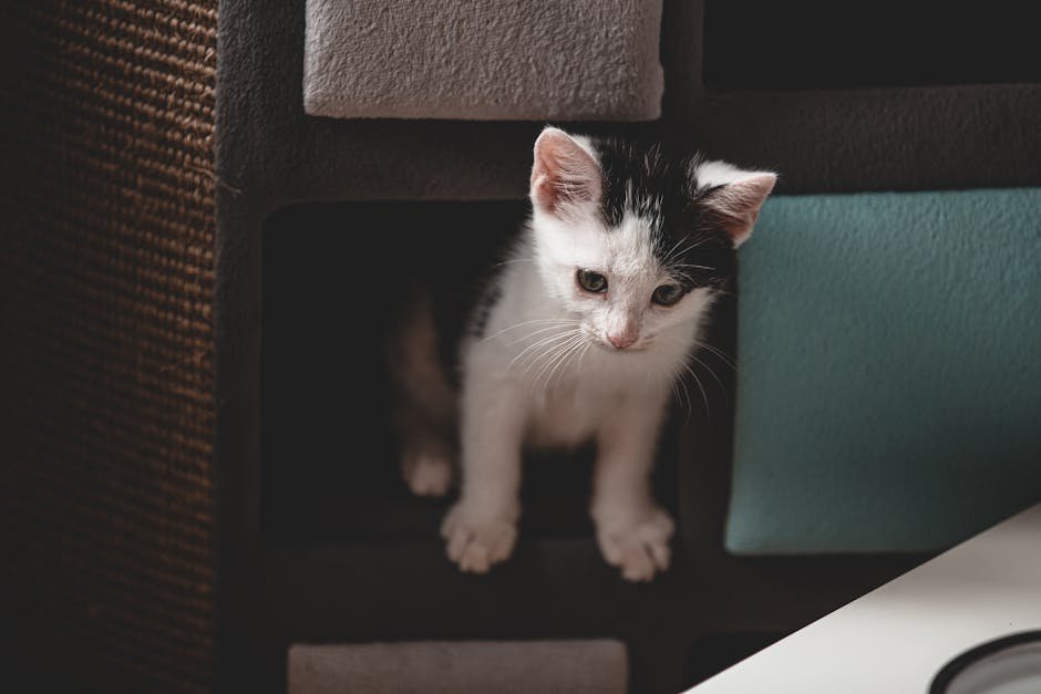 DIY Cardboard Castles (image credits: pexels)