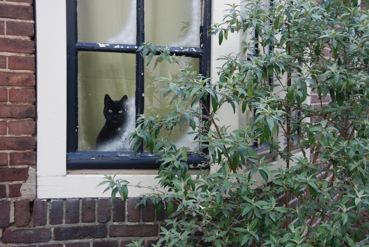 Window Perches for Bird Watching (image credits: pixabay)