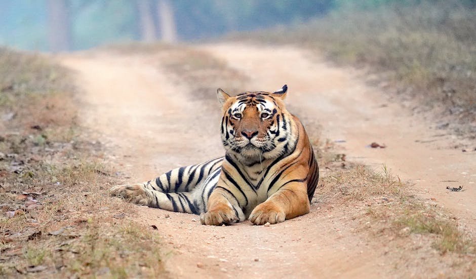 Tracking Tigers in India (image credits: pexels)