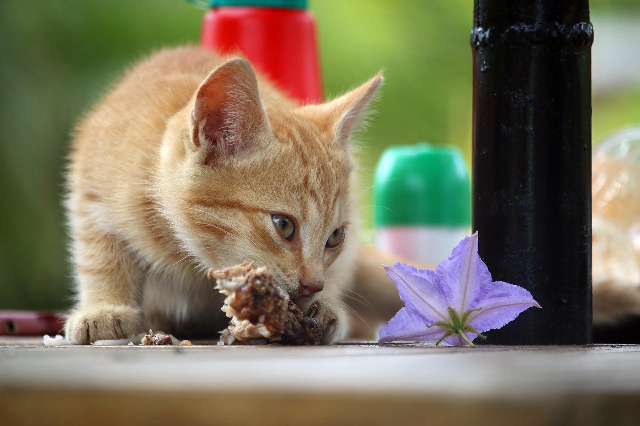 Creating a Positive Feeding Environment (image credits: pixabay)