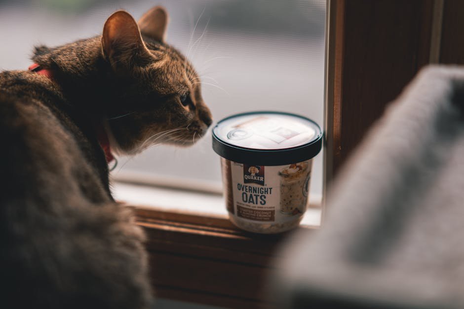 Understanding Your Cat's Preferences (image credits: pexels)