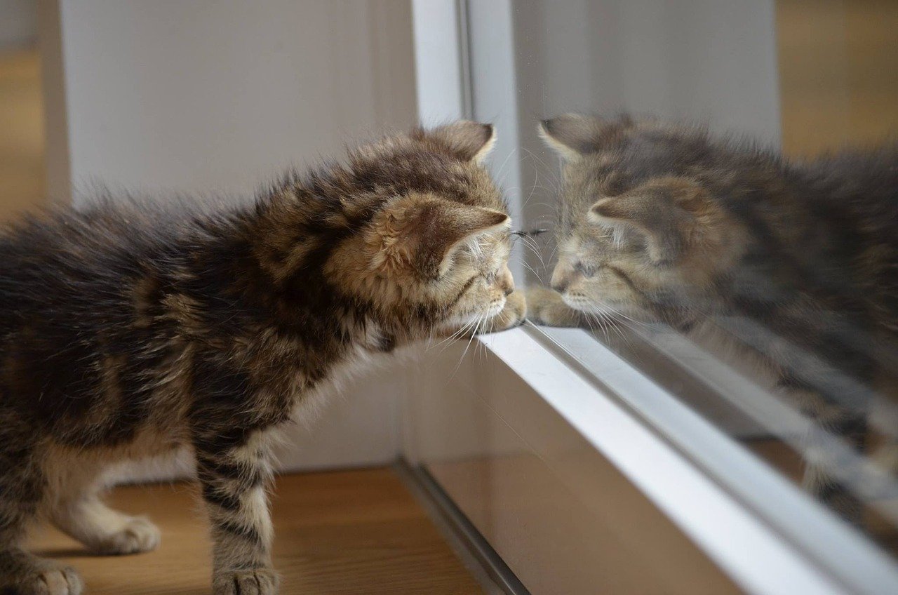 12. Pawing at Mirrors (image credits: pixabay)