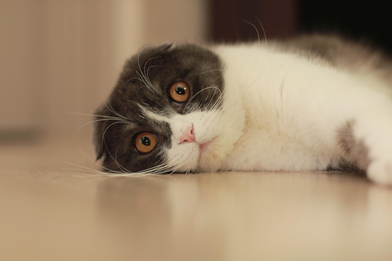 Scottish Fold: Sweet and Sociable (image credits: pixabay)