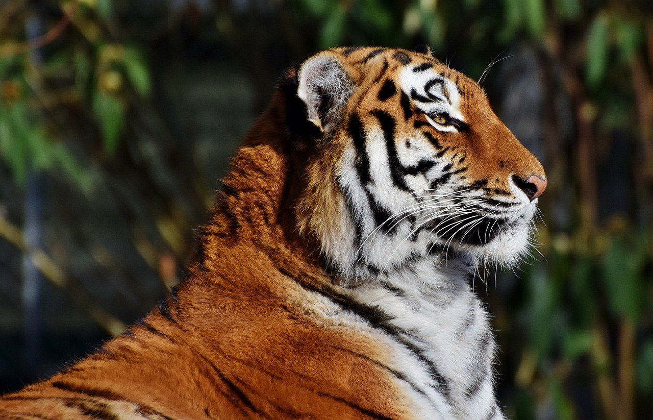 Tigers: Solitary Yet Social (image credits: pixabay)
