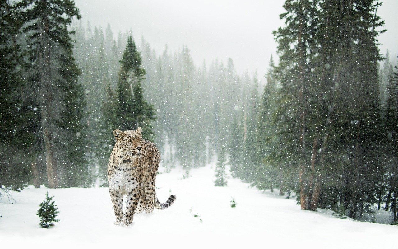 Snow Leopards: Solitude in the Snow (image credits: pixabay)