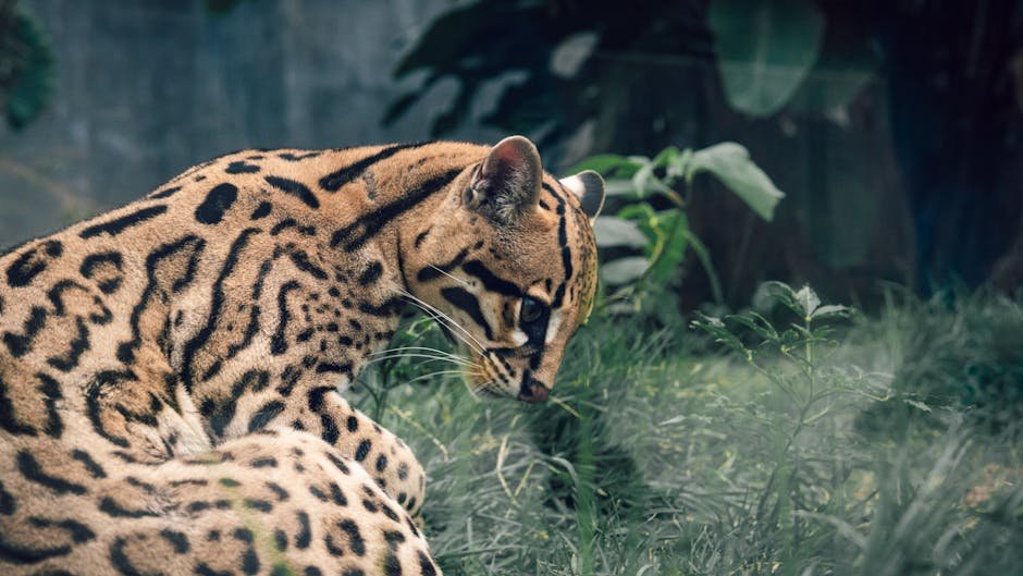 Ocelots: The Forest Dwellers (image credits: pexels)