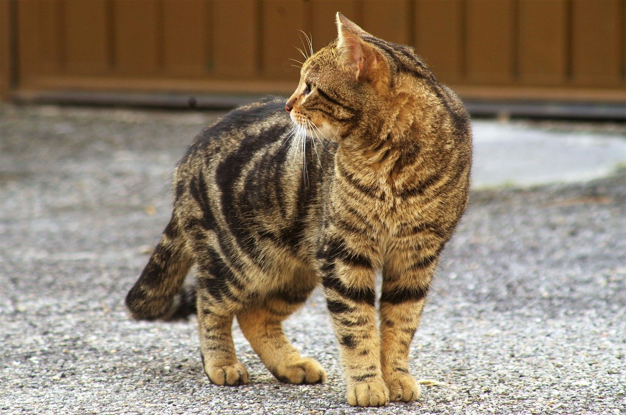 The Humane Society of the United States: Advocating for Stray Cats (image credits: pixabay)