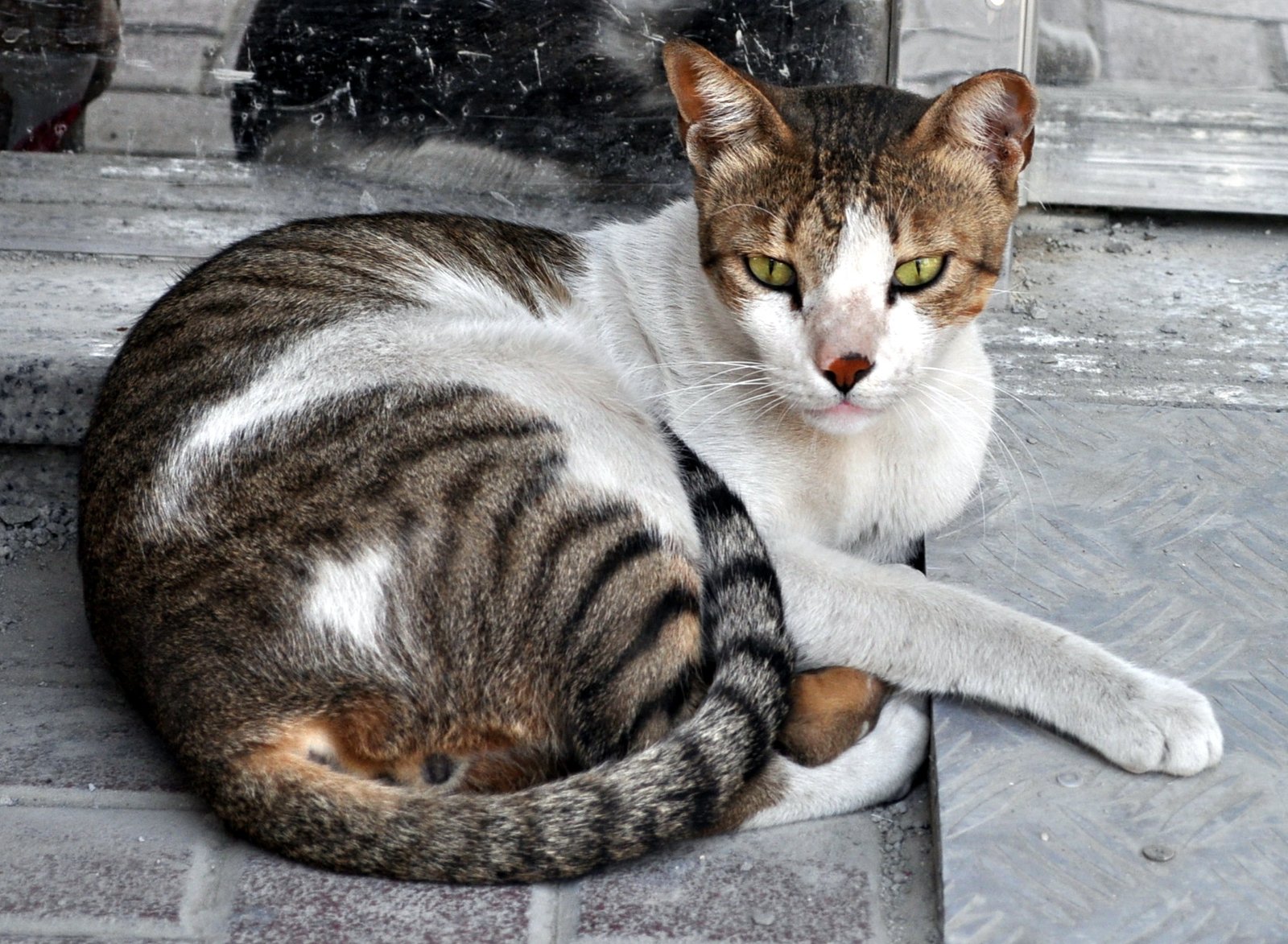 Alley Cat Allies: Pioneers in Feral Cat Care (image credits: wikimedia)