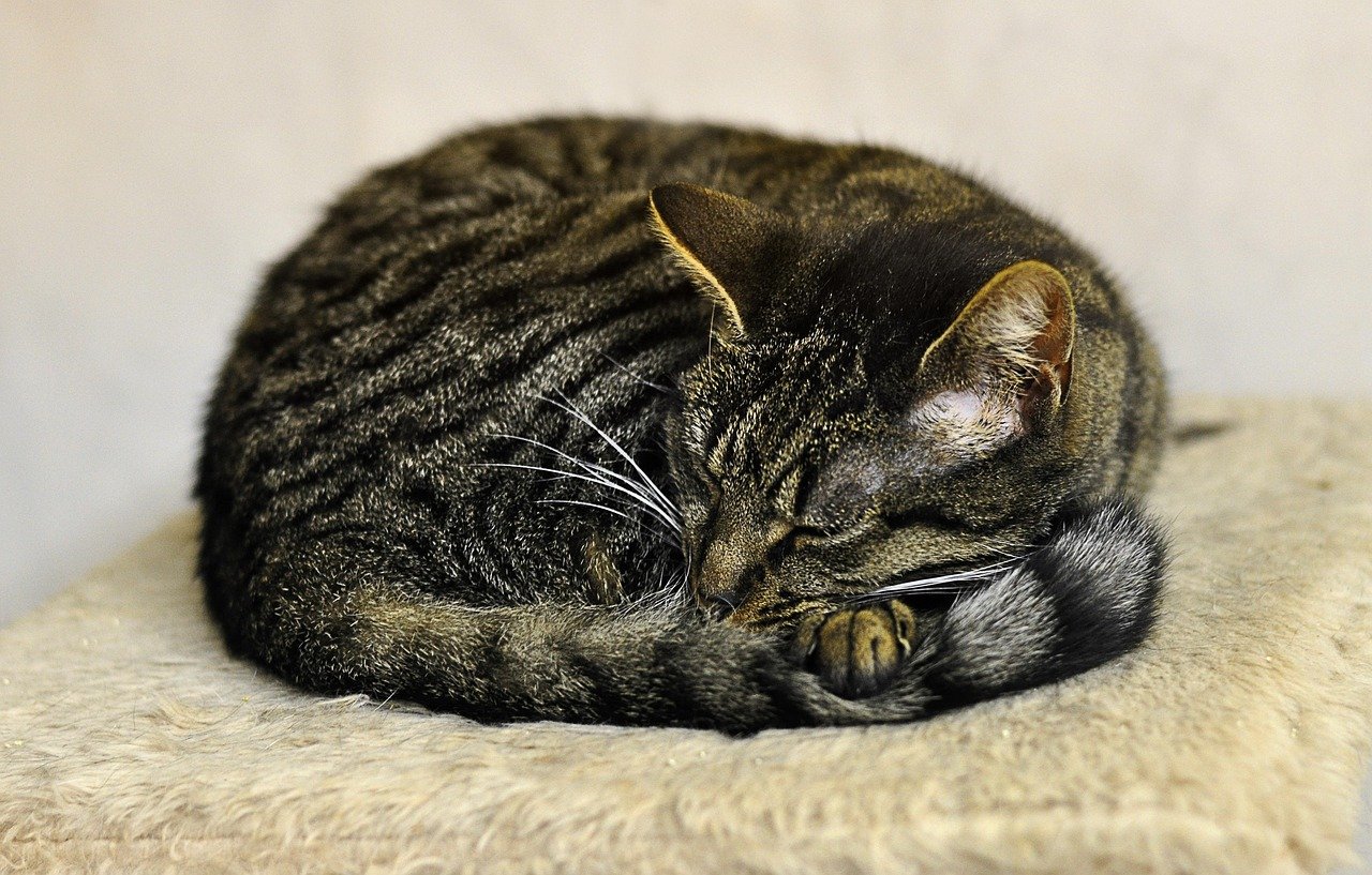 International Cat Care: Promoting Cat Welfare Globally (image credits: pixabay)