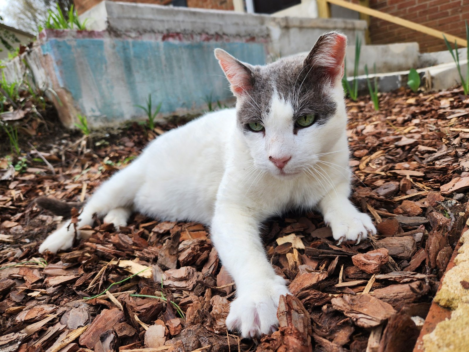Friends of Felines: Supporting Community Cats (image credits: wikimedia)