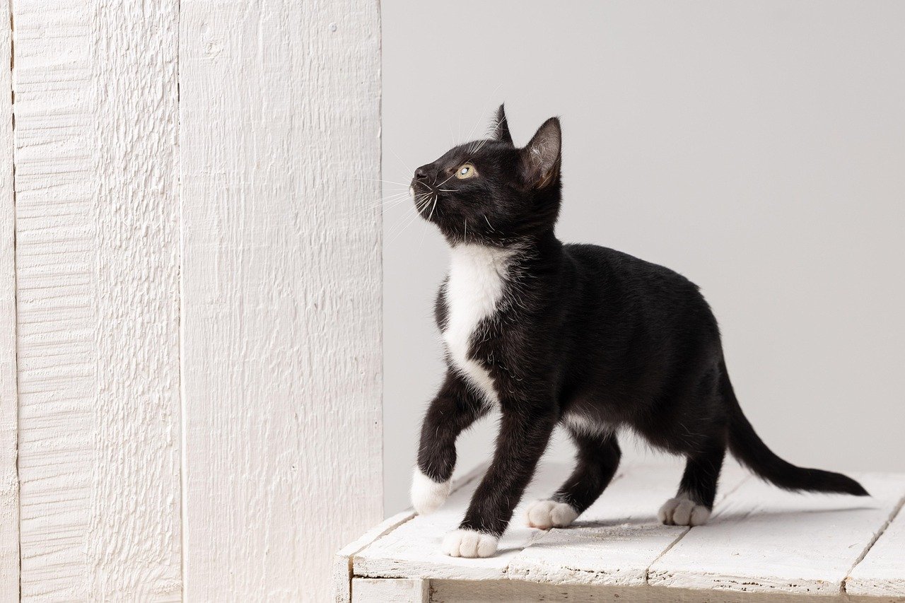 Rescue Cats of America: A Nationwide Effort (image credits: pixabay)