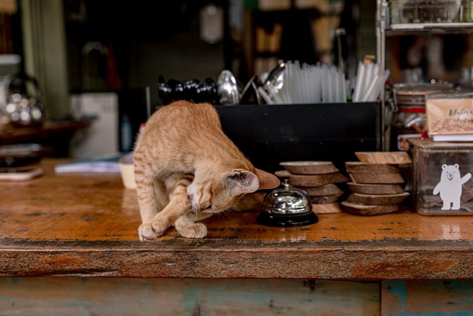 San Francisco: A Feline-Friendly City (image credits: pexels)