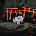 10 Cities Where Cats Are Treated Like Royalty