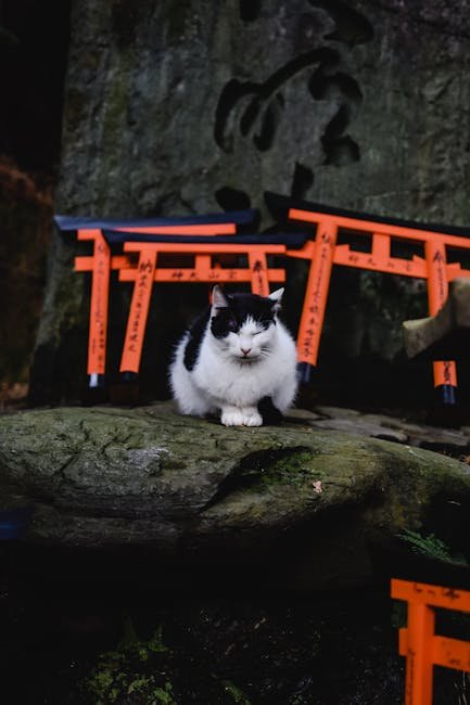 10 Cities Where Cats Are Treated Like Royalty