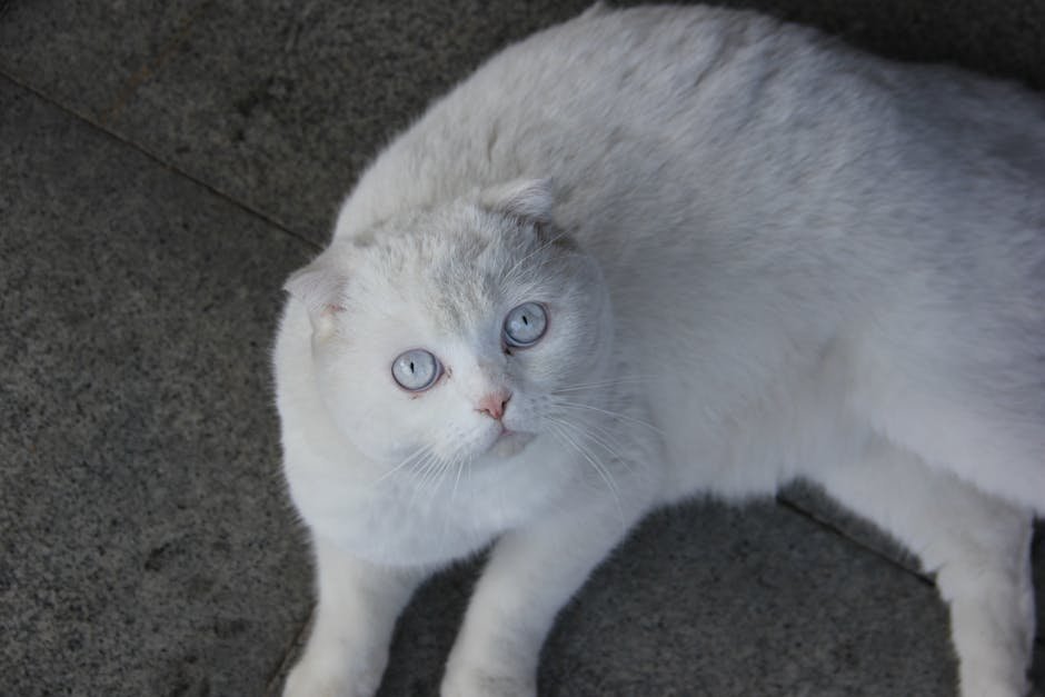 Aristocats from The Aristocats: The Classy Felines (image credits: pexels)
