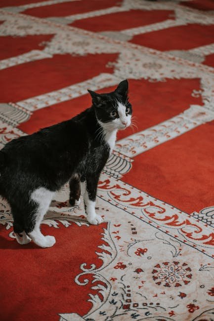 The 2018 Oscars: Cat on the Red Carpet (image credits: pexels)