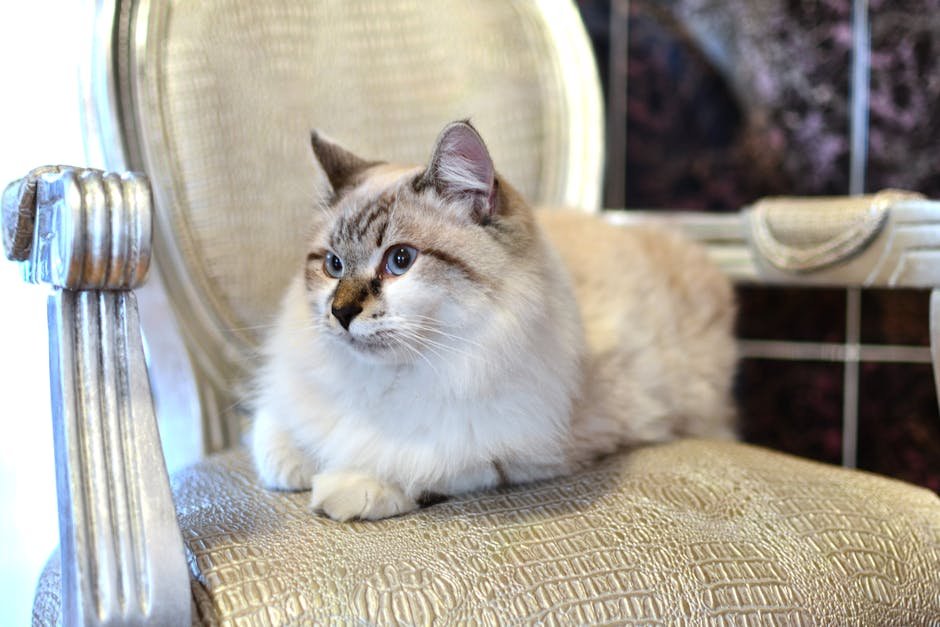 The 2020 Golden Globes: A Surprise Feline Cameo (image credits: pexels)