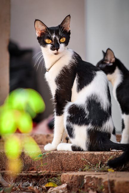 The 2016 Emmys: A Cat's Unexpected Stage Debut (image credits: pexels)