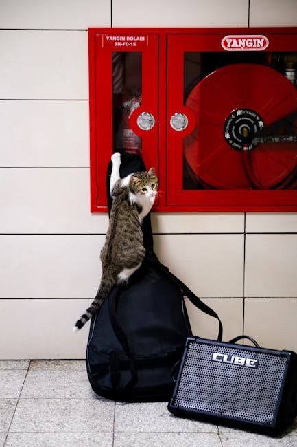 4. Acoustic Paws –