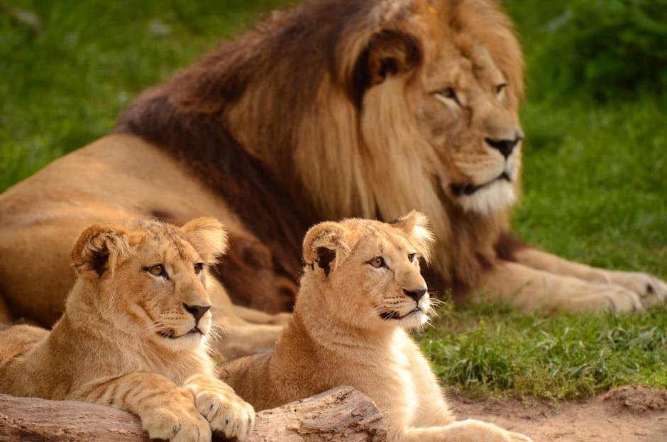 The African Lion's Dilemma (image credits: pexels)