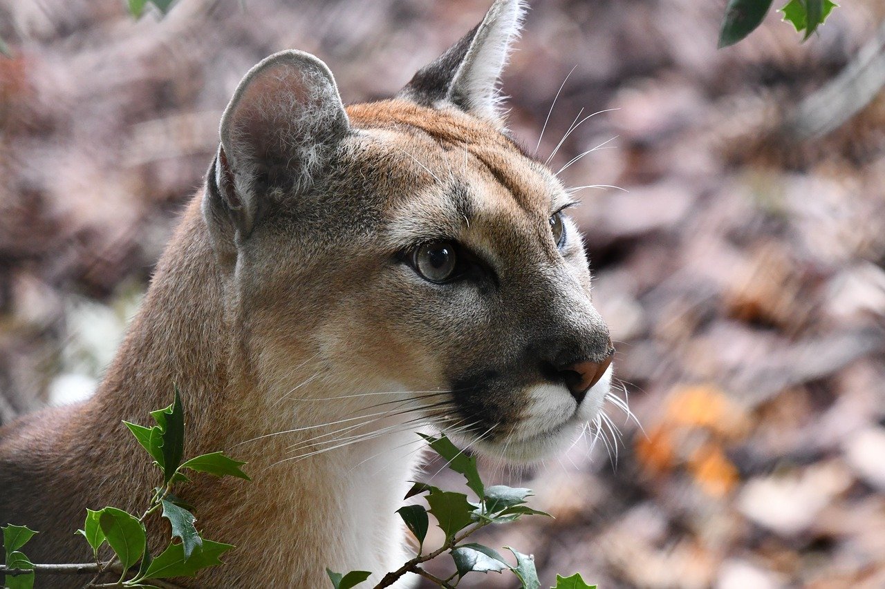 The Pumas' Urban Challenge (image credits: pixabay)