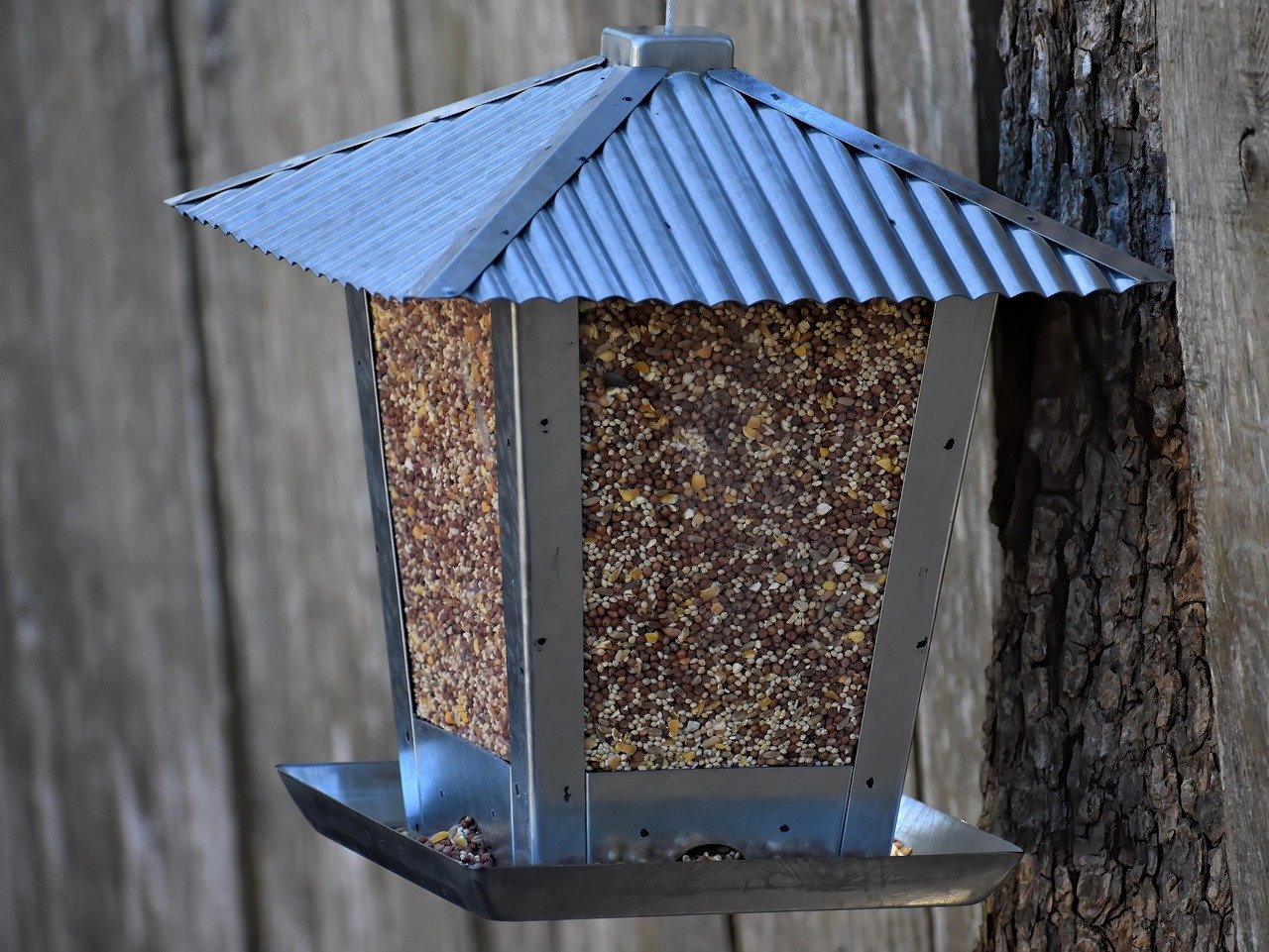 Catspad: Automated Feeding Solutions (image credits: pixabay)