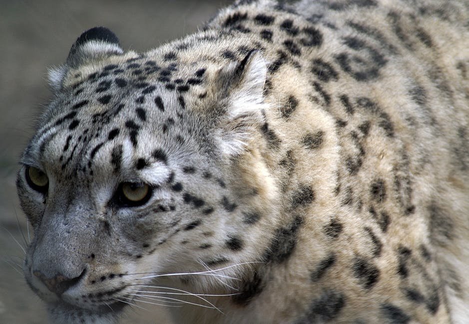 Snow Leopard Trust's