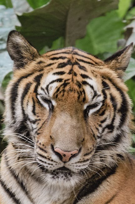 Born Free Foundation's