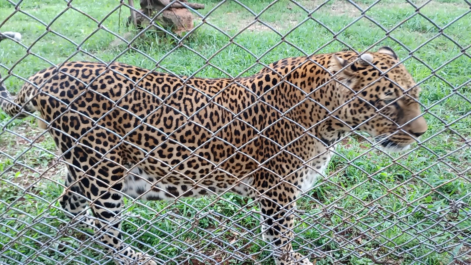 International Fund for Animal Welfare's