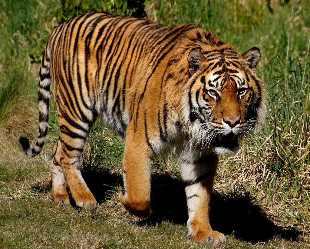 Save the Tiger Fund's
