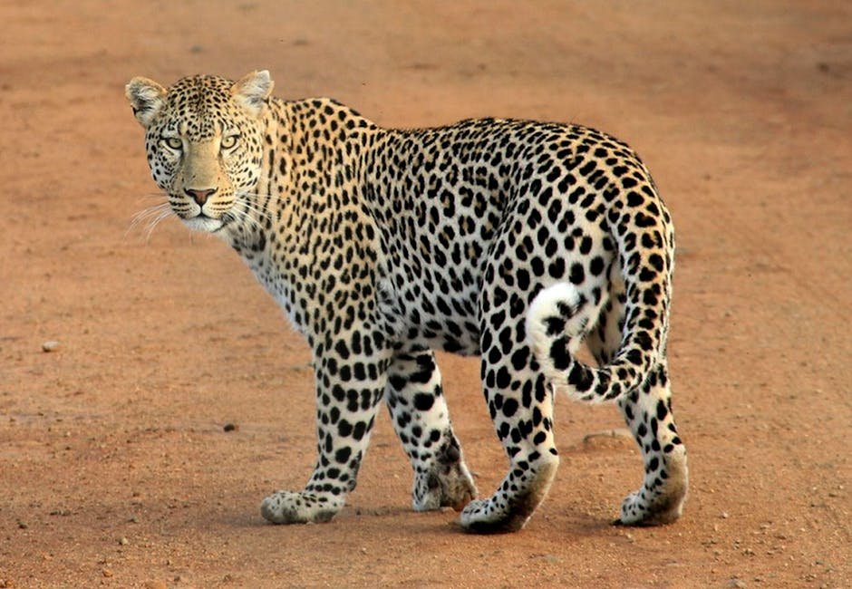 Conservation International's