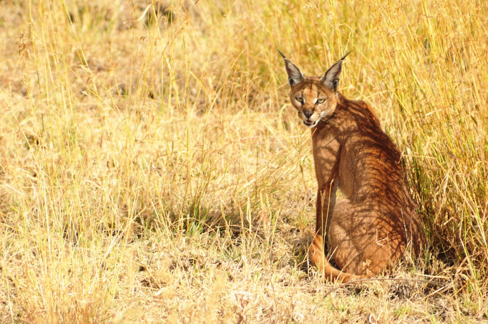 Protecting Our Wild Cats for Future Generations (image credits: wikimedia)