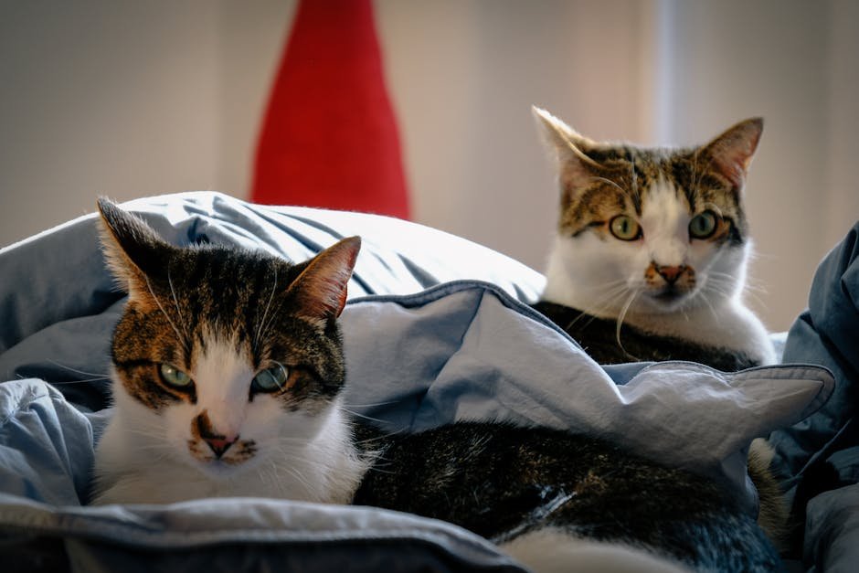 How Cats Perceive Time (image credits: pexels)