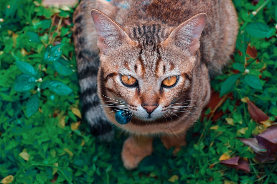 The Role of Genetics in Cat Behavior (image credits: pexels)