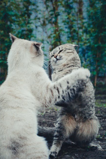 Cats and Their Territorial Nature (image credits: pexels)