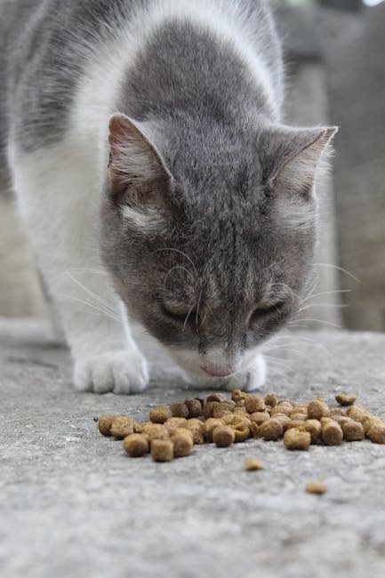 The Impact of Diet on Cat Behavior (image credits: pexels)