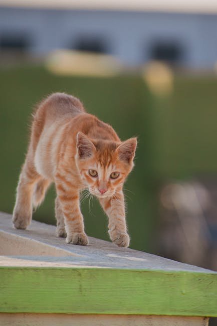 Cats' Ability to Navigate Their Environment (image credits: pexels)
