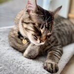 10 Scientific Studies That Changed the Way We Understand Cats