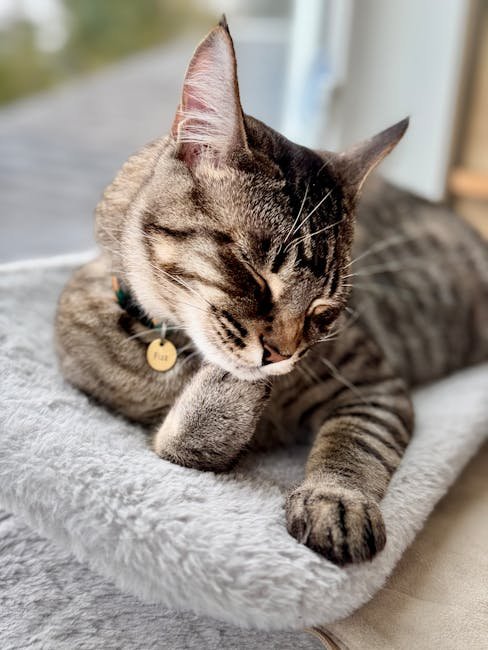 10 Scientific Studies That Changed the Way We Understand Cats