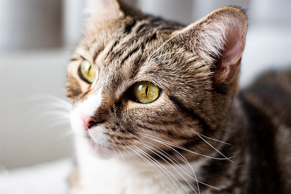 Los Angeles: City of Angels and Animal Advocates (image credits: pexels)