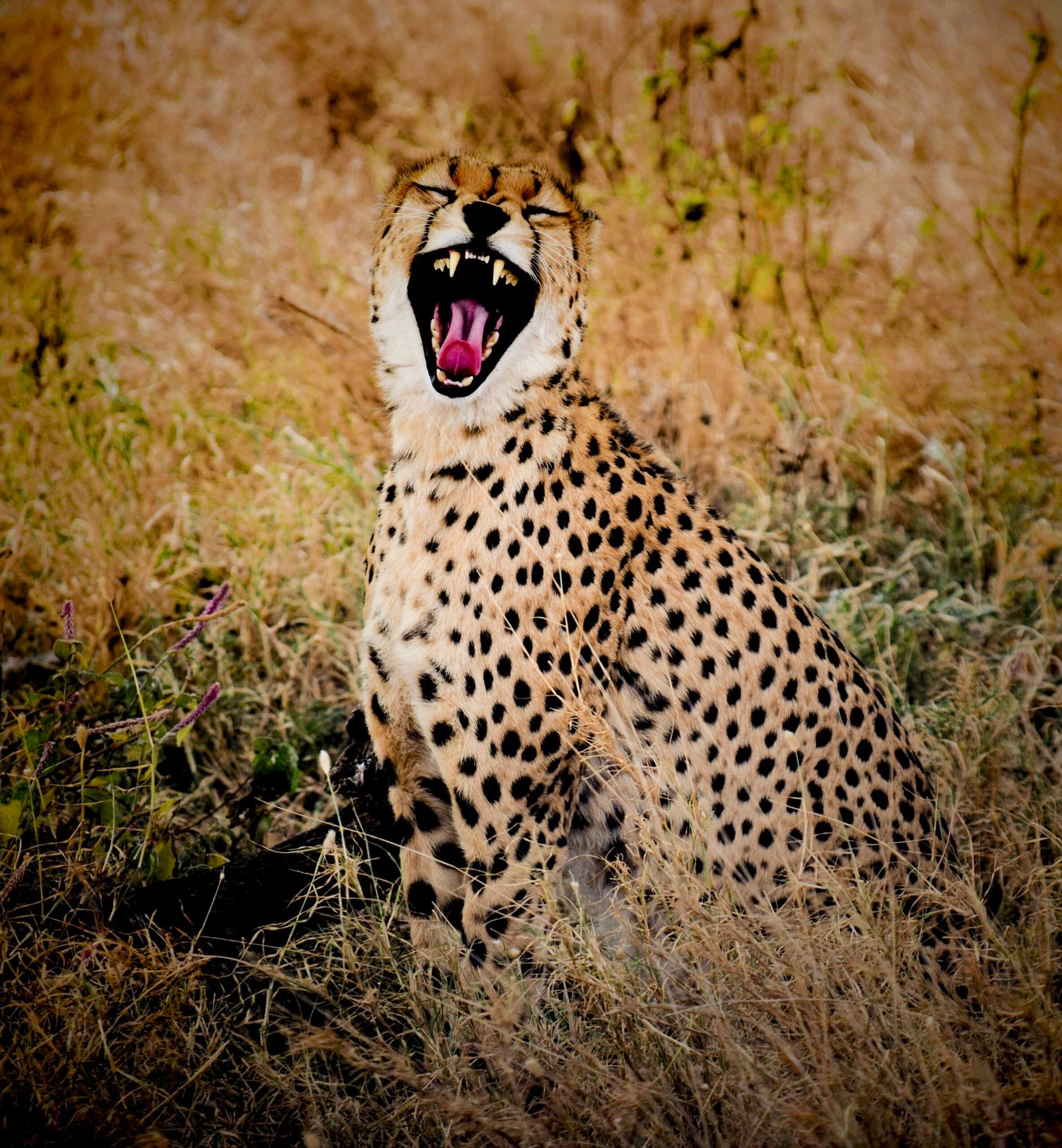 Serengeti National Park, Tanzania (image credits: wikimedia)