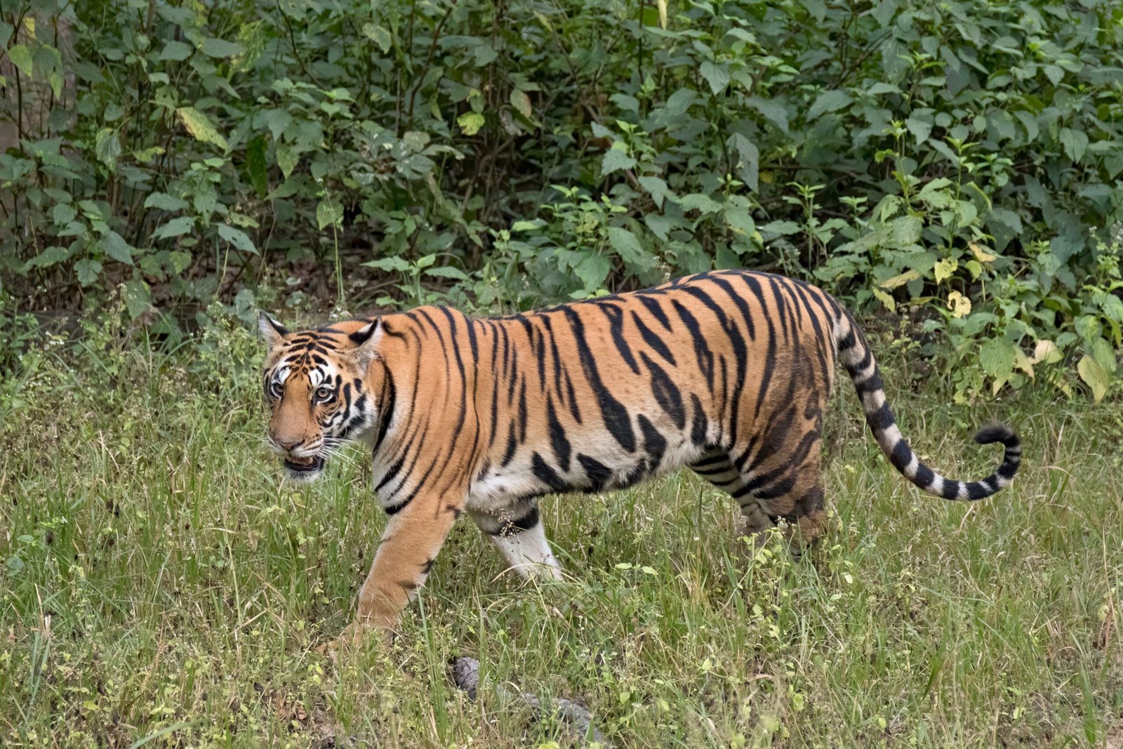 Ranthambore National Park, India (image credits: wikimedia)