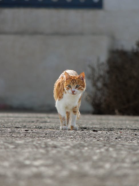 7. Cat-Centric Walking Tour of Edinburgh (image credits: pexels)