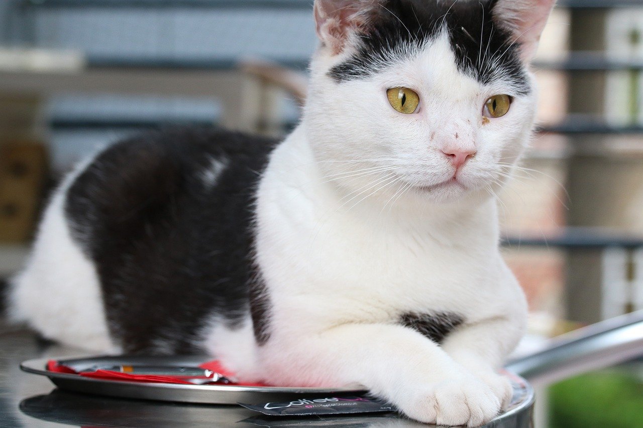 10. The Paws and Purrs Experience in Paris (image credits: pixabay)