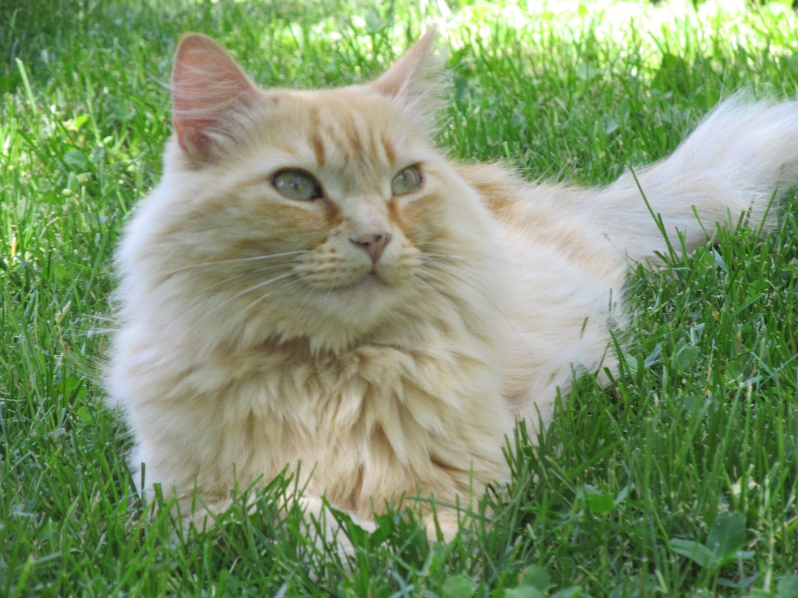 18. The Purrfect Getaway in the Canadian Rockies (image credits: wikimedia)