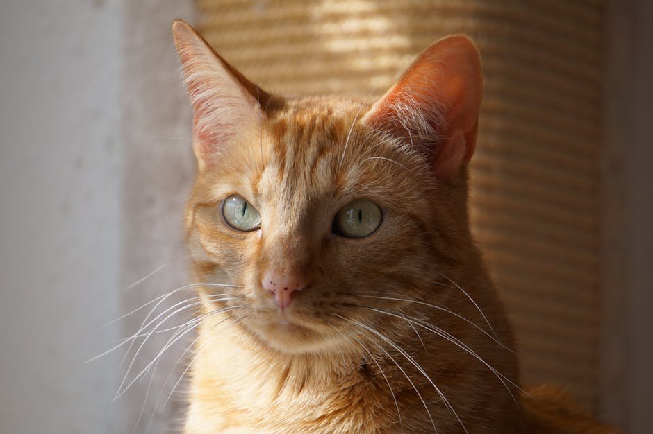 20. The Whisker Wonderland of the Swiss Alps (image credits: pexels)