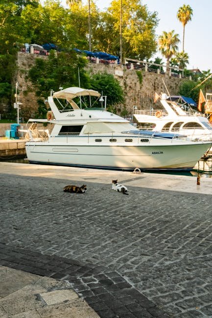 Cat Cruises: Sailing with Feline Friends (image credits: pexels)