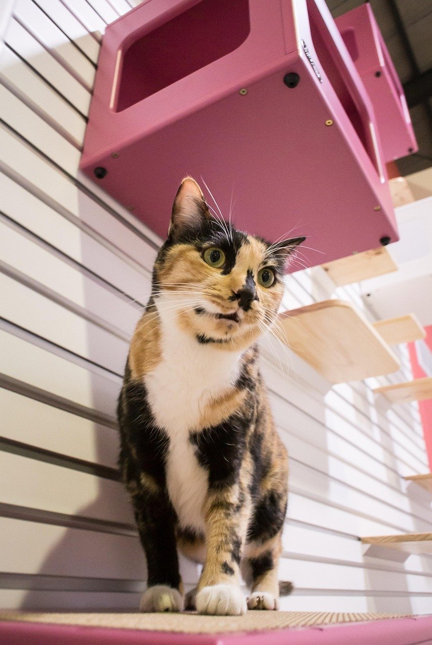 Cat-Themed Escape Rooms: Puzzles with a Purr (image credits: pixabay)