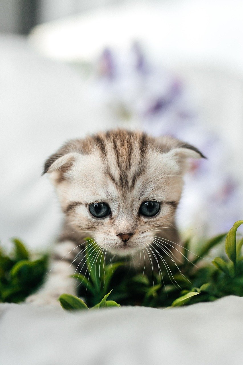 Cat Adoption Events: Finding Forever Homes (image credits: pixabay)